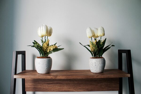Rincón de habitación minimalista e iluminado por el sol con dos plantas de interior, transmitiendo calma y orden.